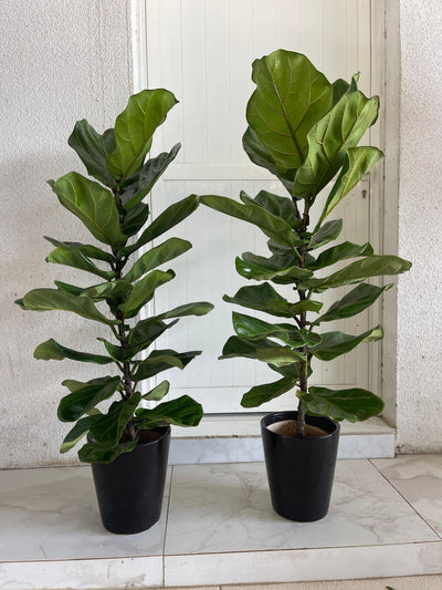Fiddle leaf PROMO|140cm