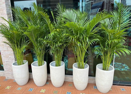 Office Plants Premium Holland Areca Bundle