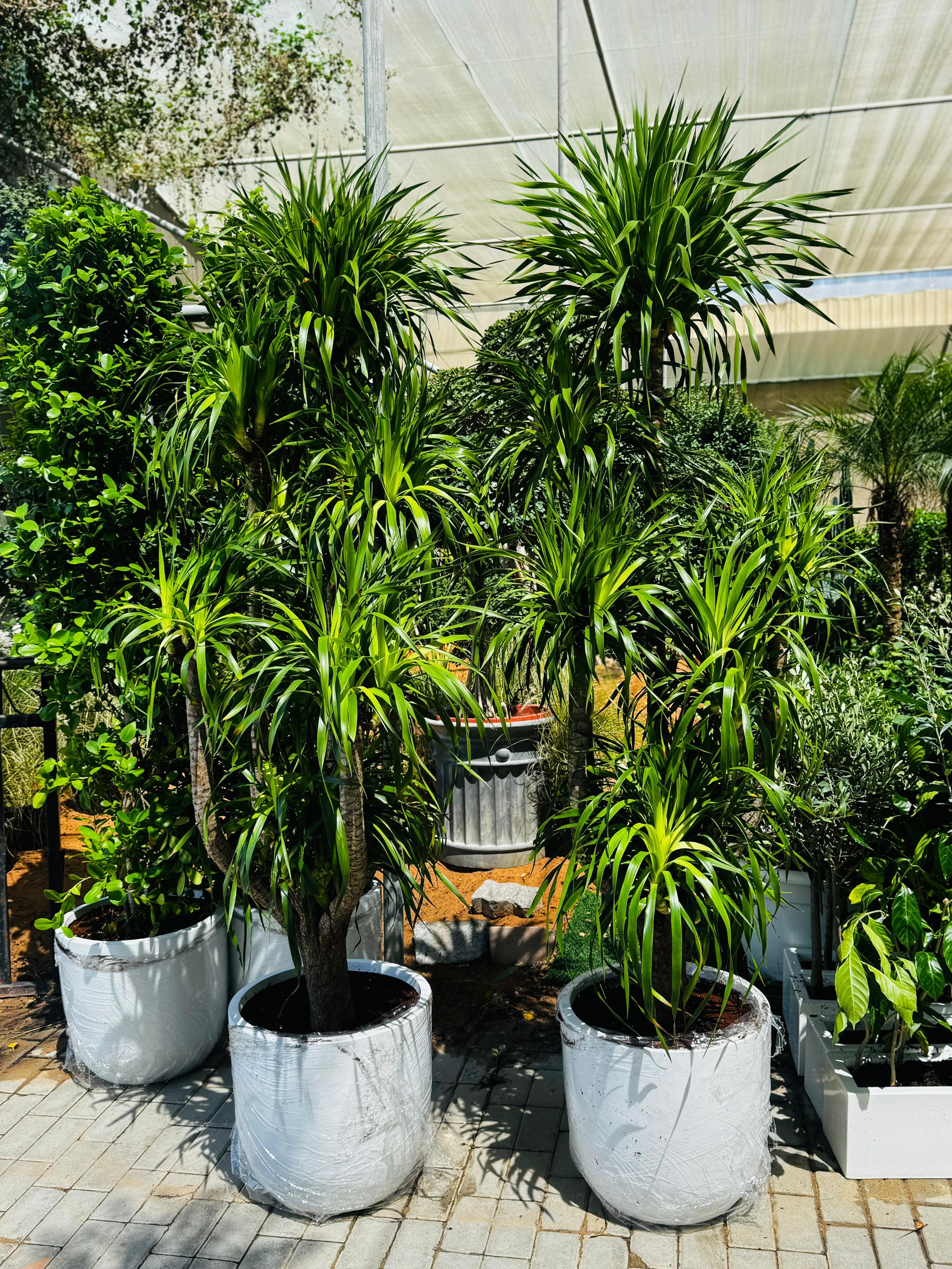 Yukka Multiple Head in fiber Premium Outdoor Plant