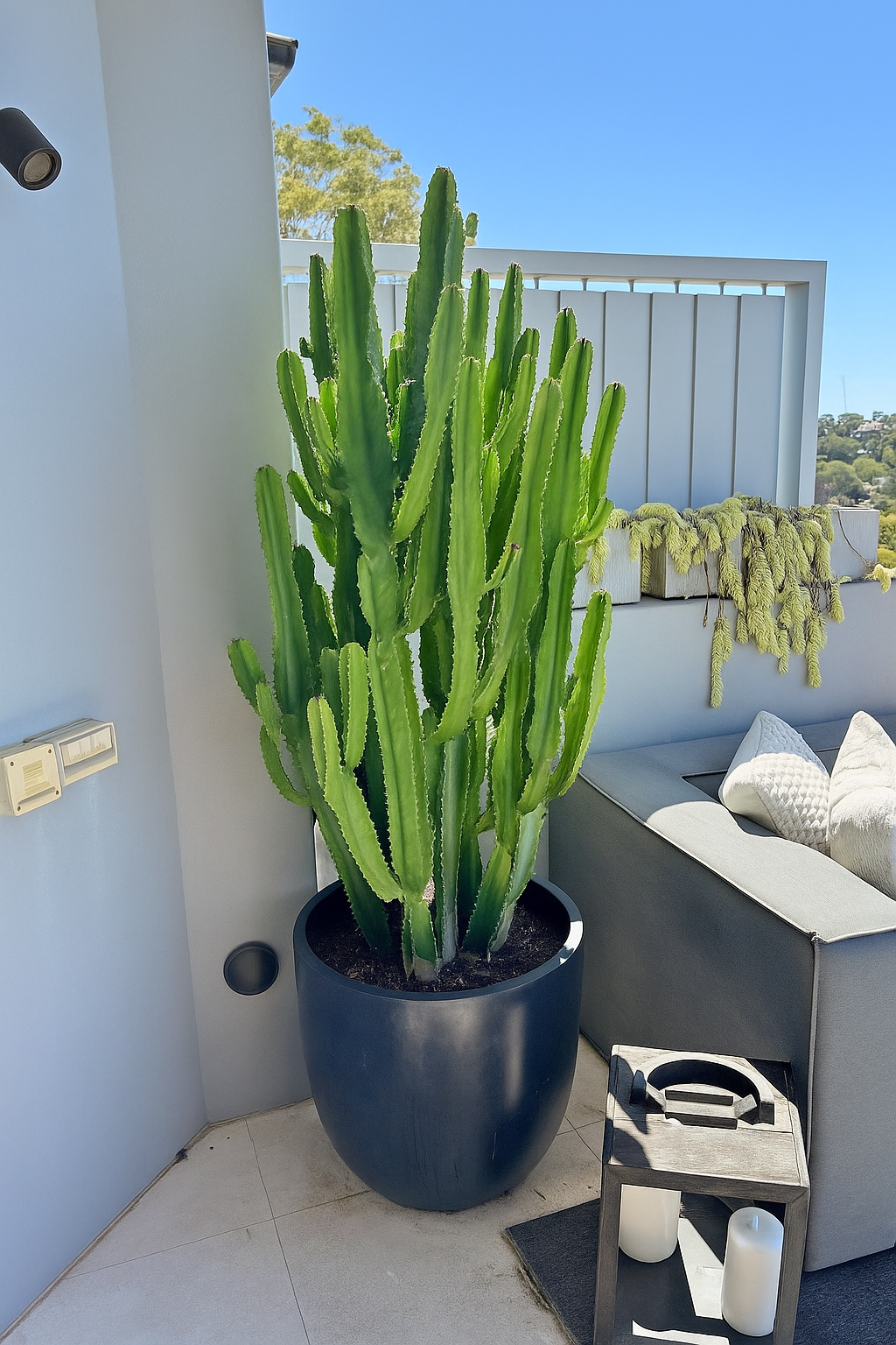 Cactus Giant Premium in Fiber Pot