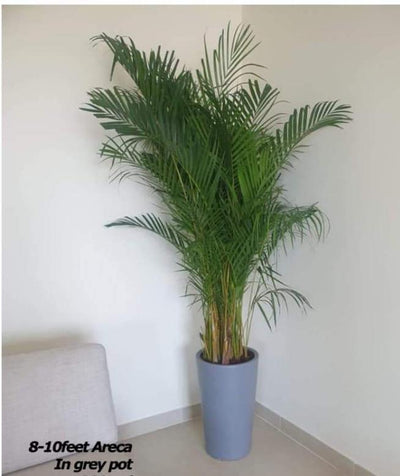 Big Areca `