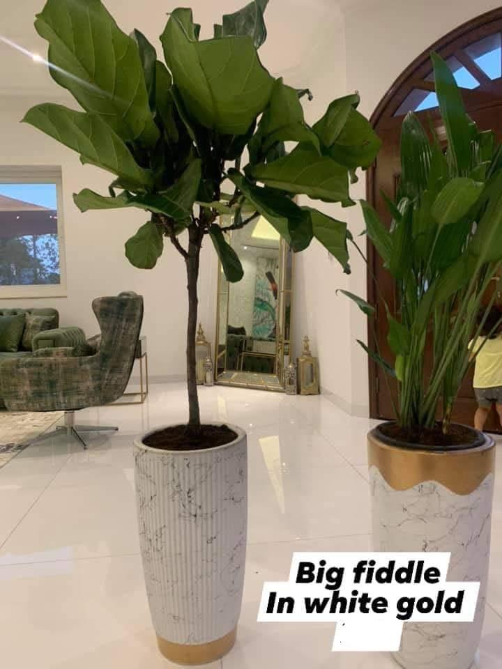 Big Fiddle