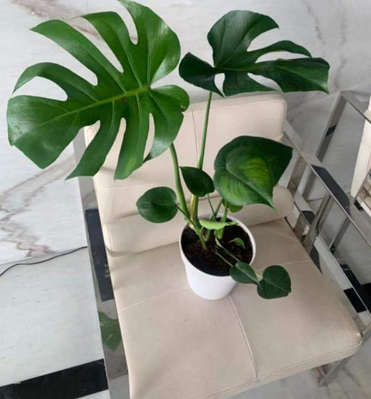 monstera