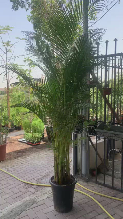 Big Areca in Plastic Pot (8-10feet)