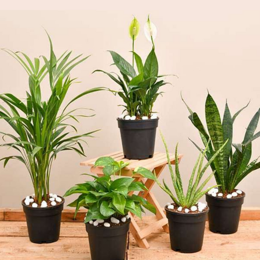 Air Purifying Plant Bundle