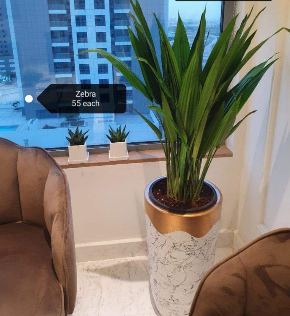ASPIRADAS Zebra 55cm Indoor Plants UAE