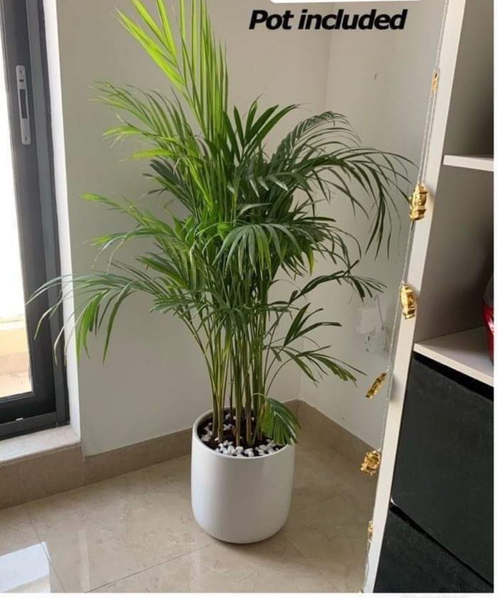 Areca Palm small Indoor Plants Dubai