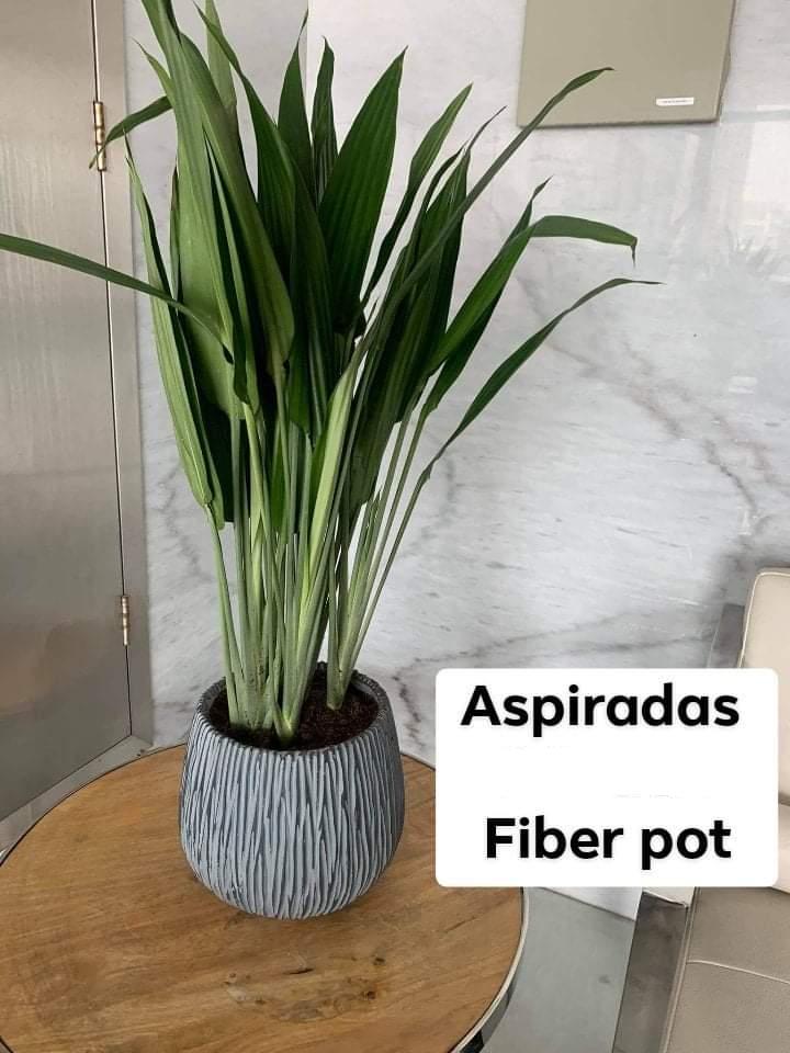 Aspidistra Fiber Pot Plants, UAE