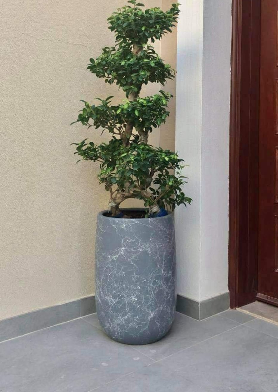 Bonsai (15-16 year old) NEW ARRIVAL Plants UAE