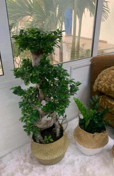 Bonsai 15-Year-Old Plant in Basket Plants UAE