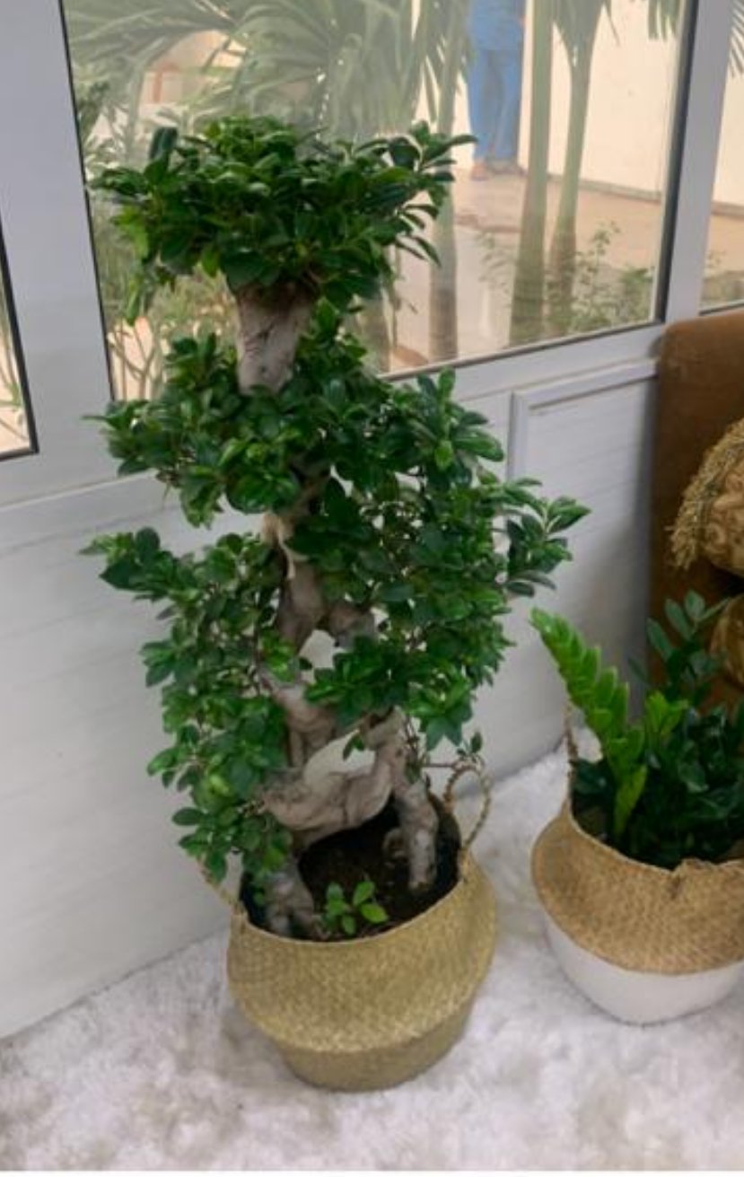 Bonsai Tree (15 Years Old) in Basket, UAE