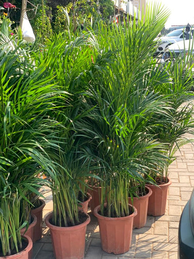 Clearance Sale Areca 130cm to 140cm in dubai