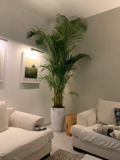 Clearance Sale Areca Big 2.5m to 3m Plants UAE. A large indoor Areca palm plant in a white pot, placed in a living room setting with furniture and a window in the background.