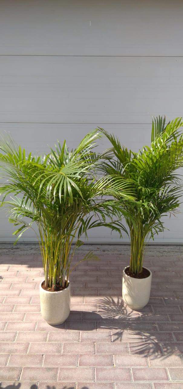 Clearance Sale Areca Bundle  Indoor 

Plants UAE