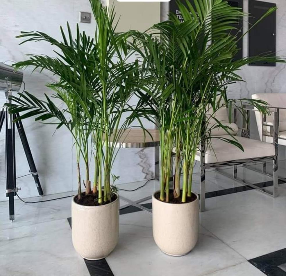 Clearance Sale Areca Bundle Plants UAE