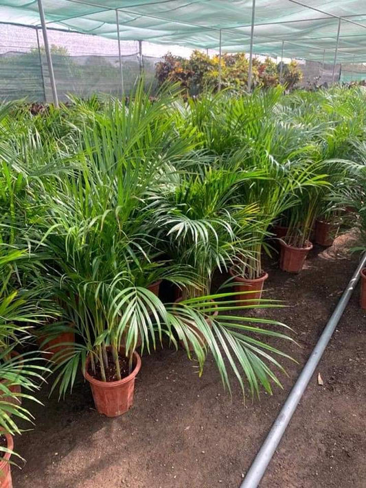 Areca in Plastic pot