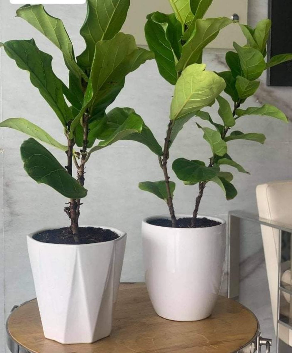 Fiddle Plant Indoor Plants UAE.