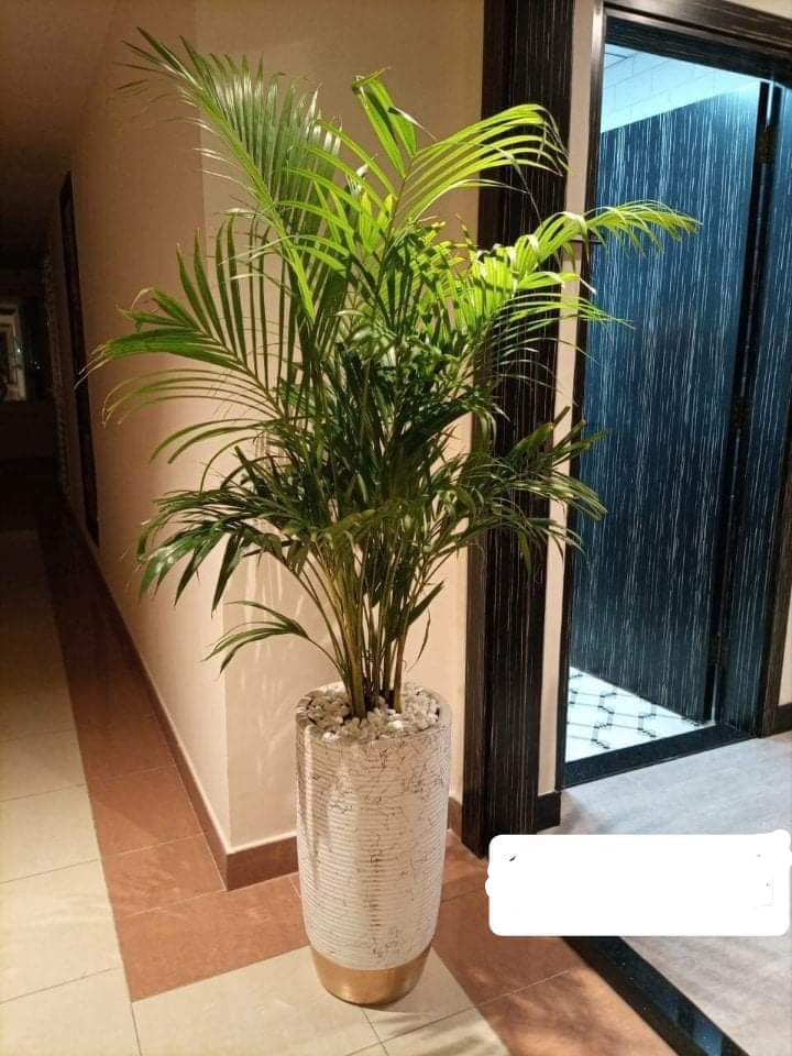 Areca palm medium 4-5feet