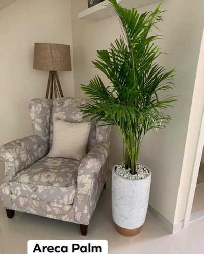 Areca palm medium 4-5feet