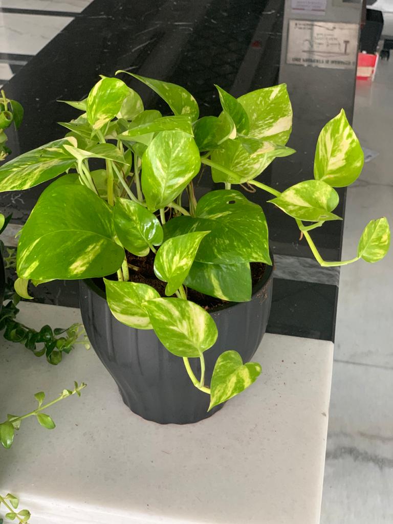 Office Plant Golden pothos Origin Holland