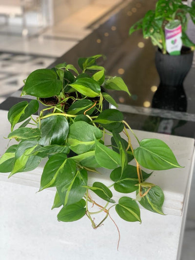 Office Plant Hanging Heartleaf philodendron