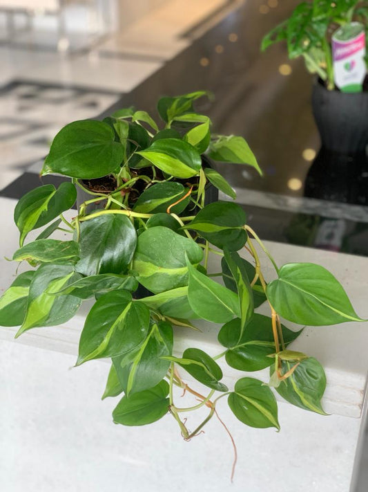 Office Plant Hanging Heartleaf philodendron