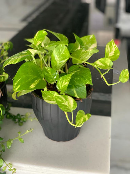 Office Plant Golden pothos Origin Holland