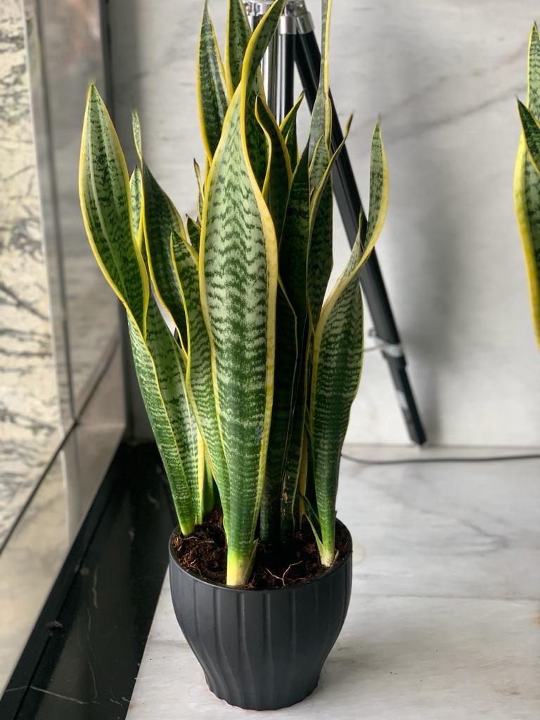 snake plant