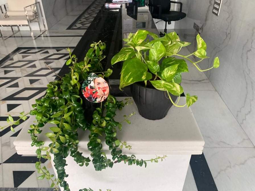 Office Plant Golden pothos Origin Holland