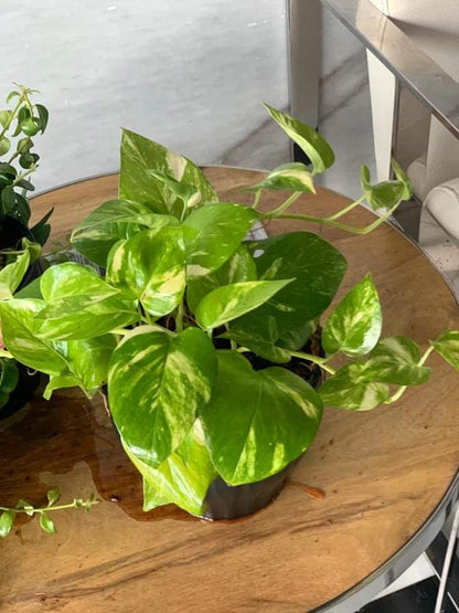 Office Plant Golden pothos Origin Holland