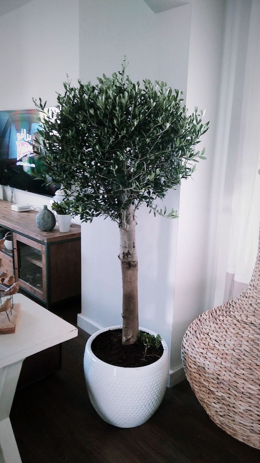 Office Plant 15yr Old Olive Tree
