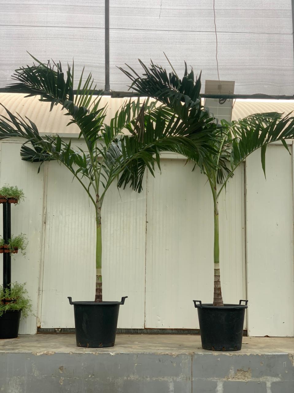 Vietchia Palm 180cm