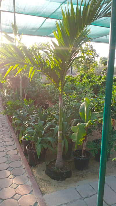 Vietchia Palm Each PROMO