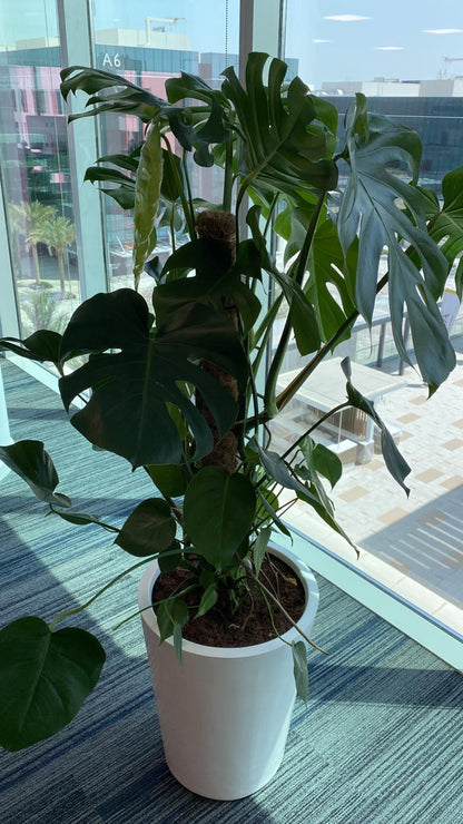 Office Plant Monstera Big ( 150cm to 160cm )