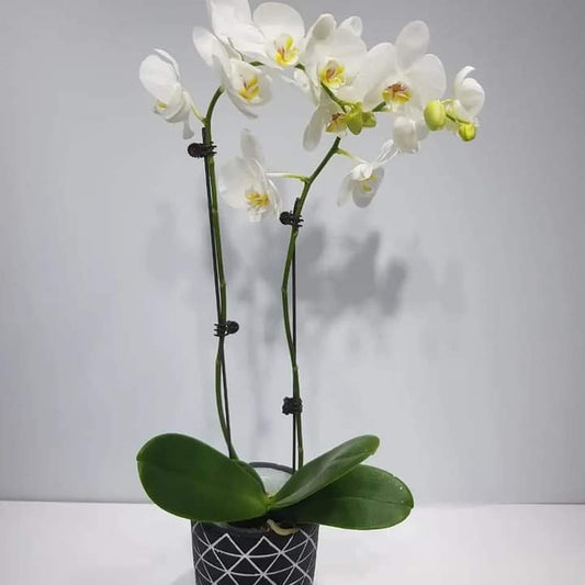 orchid natural