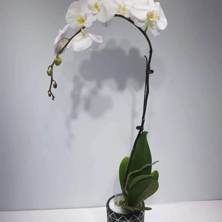 orchid natural