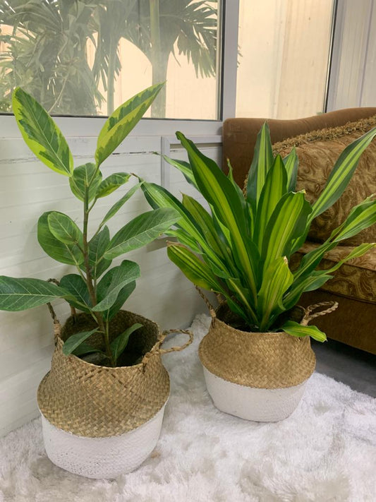 Bundle Indoor Plants in Basket