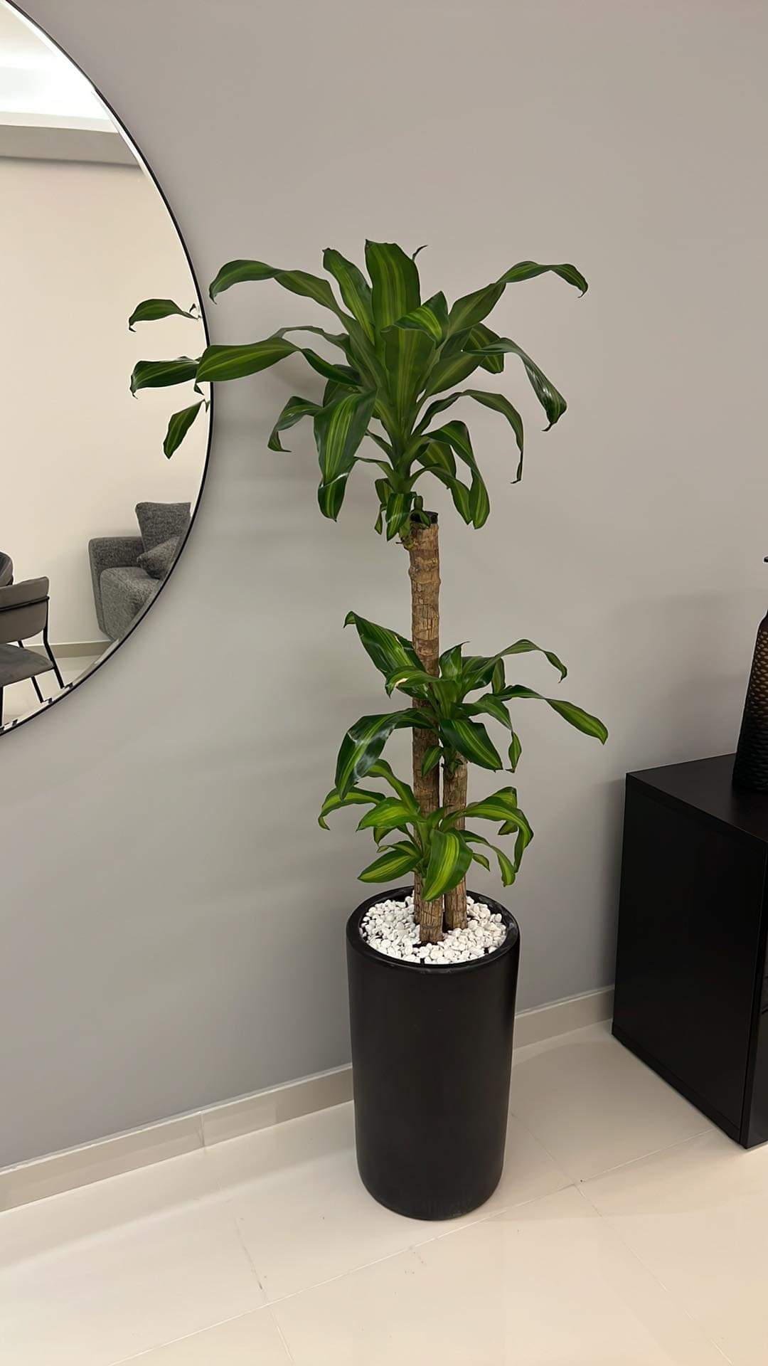 Office Plant Fortune plant ( 160cm )