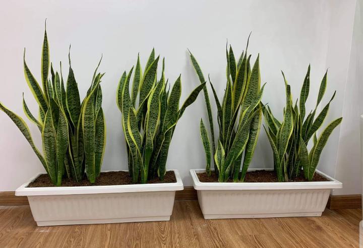 Office Plant Snakeplant bundle