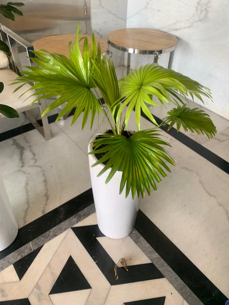 Indoor Plants Budget Combo