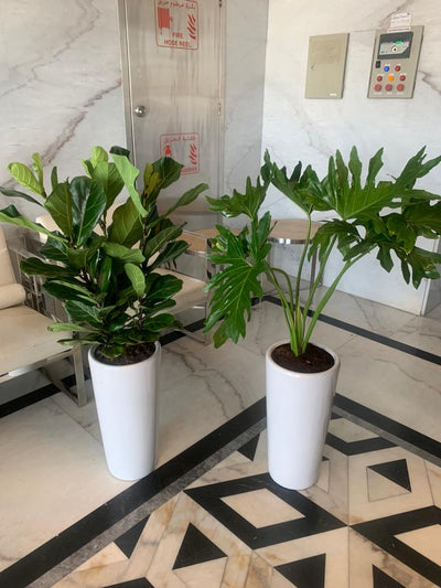Indoor Plants Budget Combo ( Xanadu and Fiddle )| 130cm