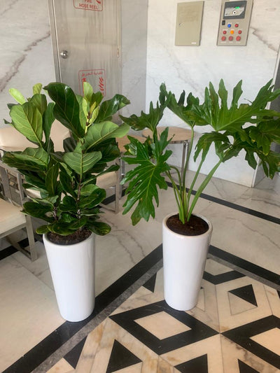 Indoor Plants Budget Combo ( Xanadu and Fiddle )| 130cm