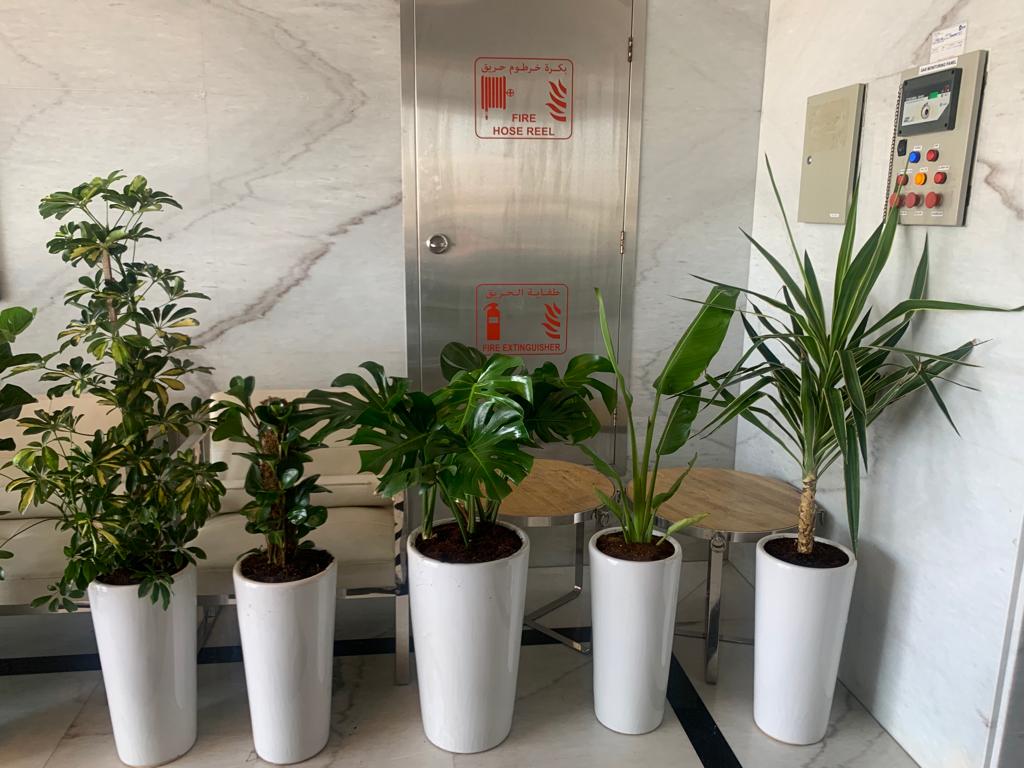 Office Plants Bundle 5pcs