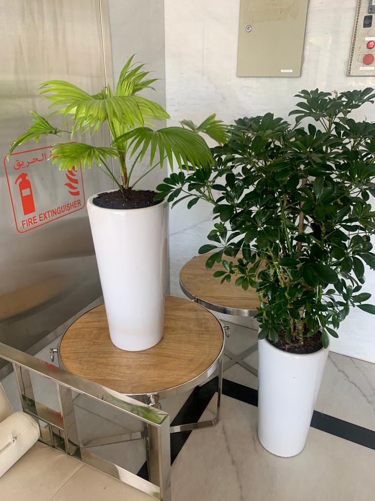 Indoor Plants Budget Combo