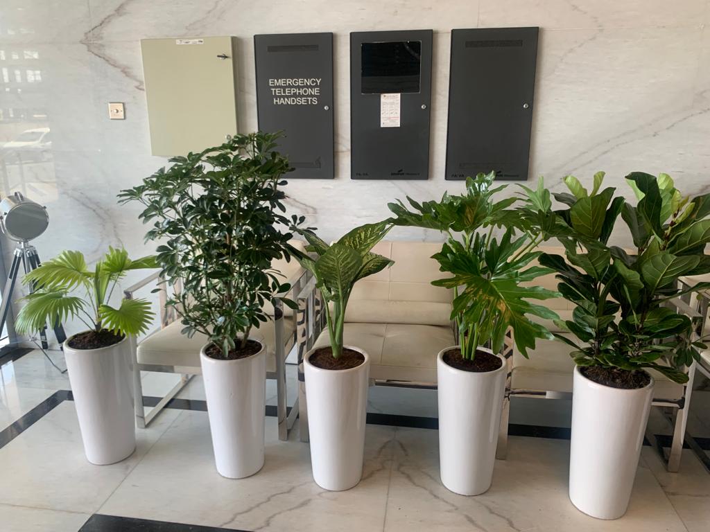 Office Plants Bundle 5pcs