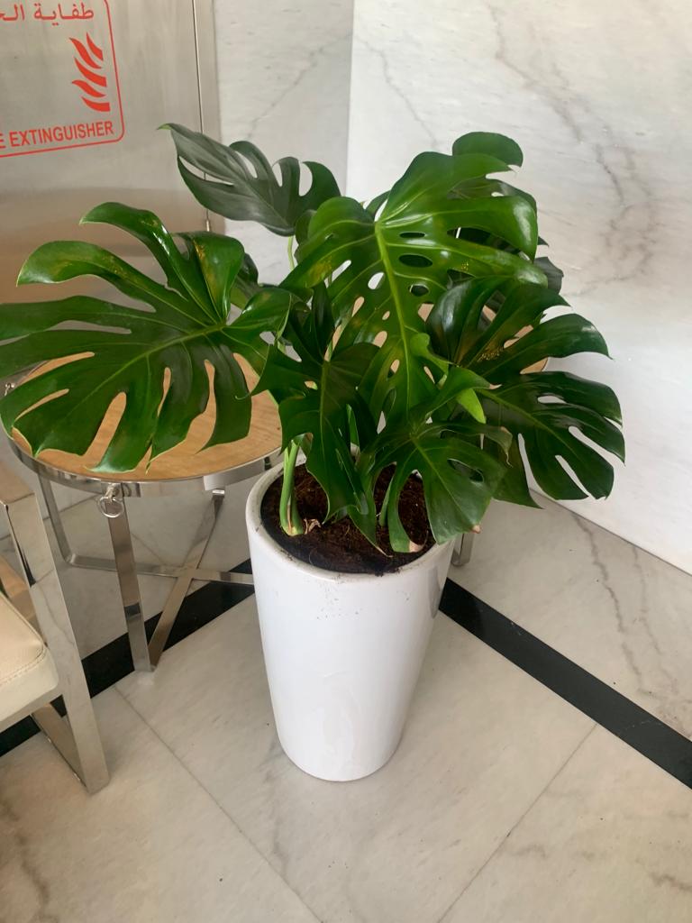 Big Monstera  ( 130cm to 140cm )