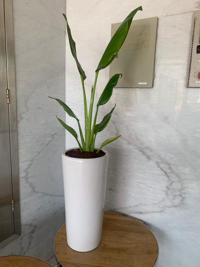 Indoor Plants Budget Combo ( Travellers Palm and Yucca )