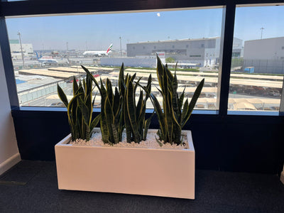 Snakeplant in fiber planter ( 100 cm x 40cm, 80cmx 30cm )