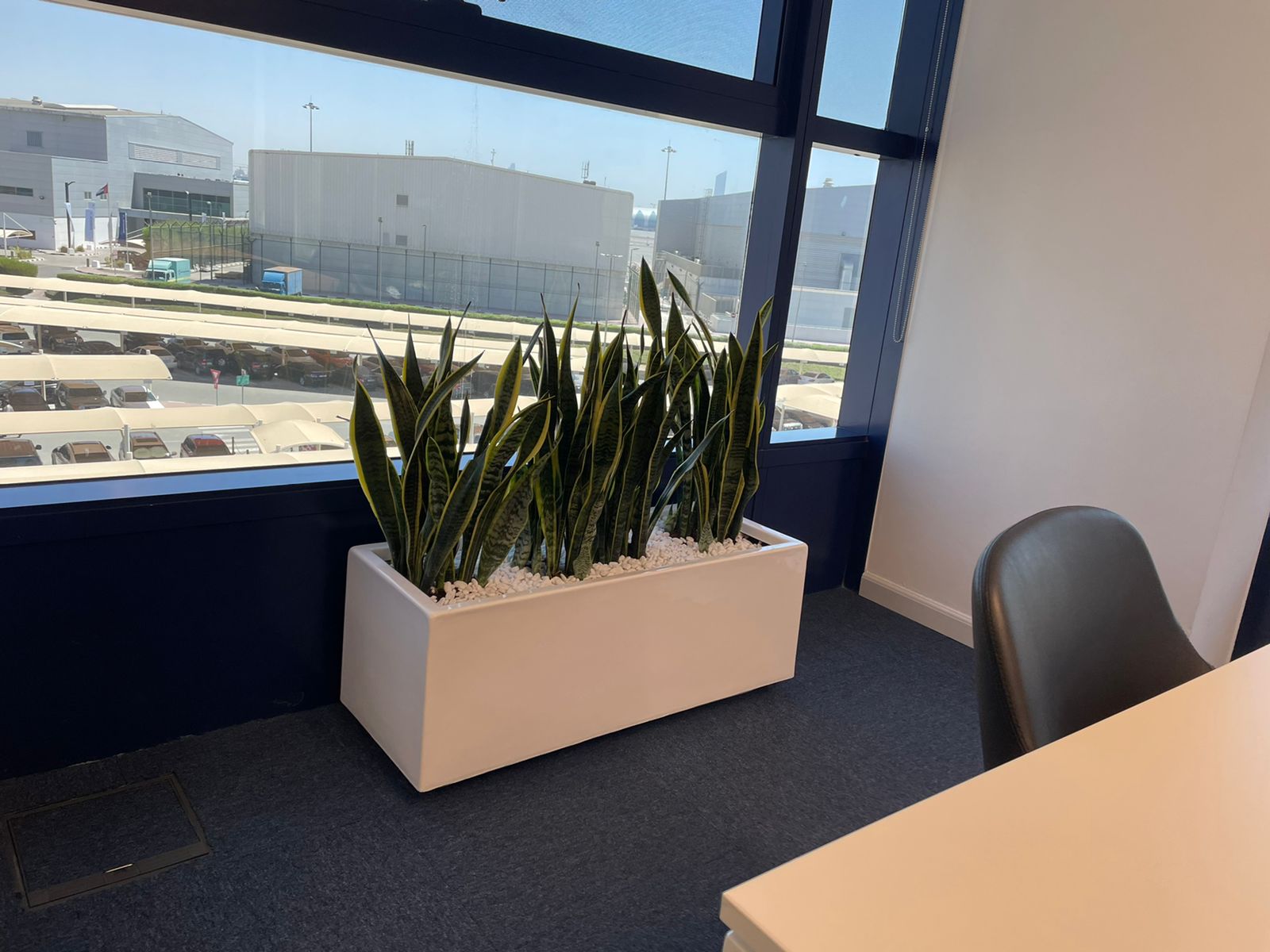 Snakeplant in fiber planter ( 100 cm x 40cm, 80cmx 30cm )