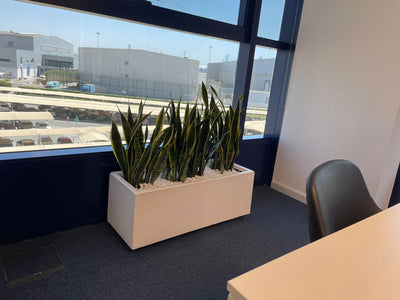 Snakeplant in fiber planter ( 100 cm x 40cm, 80cmx 30cm )